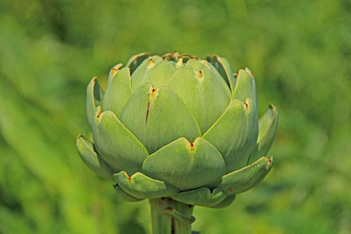 globe-artichoke globe-artichoke