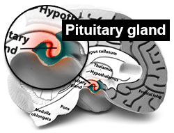 pituitary gland